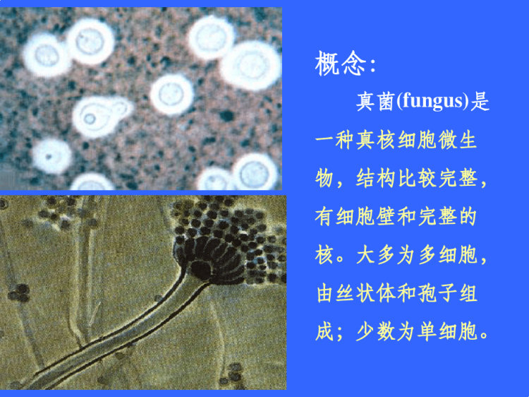 真菌总论PPT