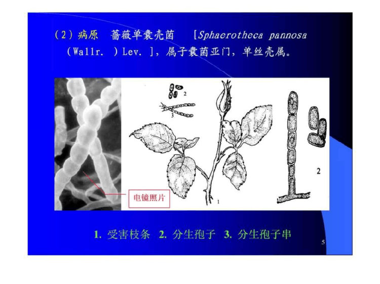 园林植物病虫害防治PPT