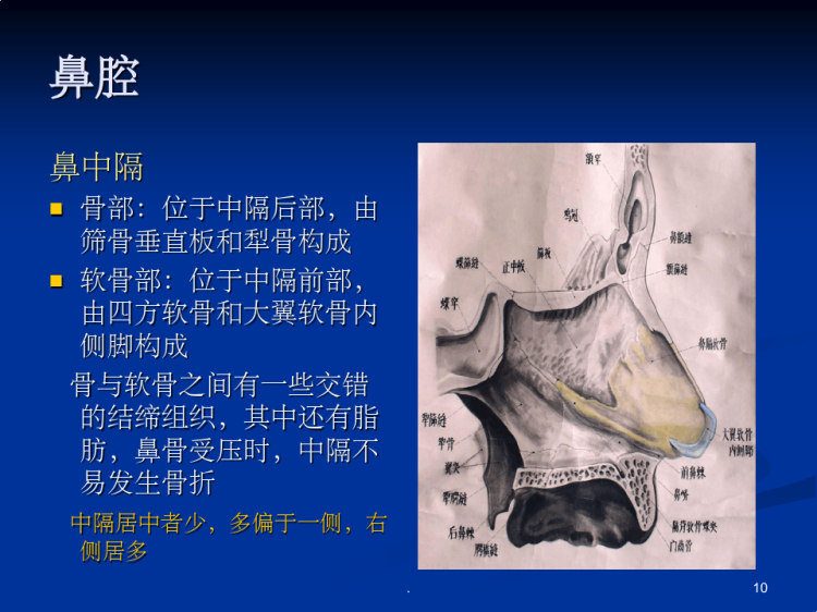 鼻鼻窦解剖PPT