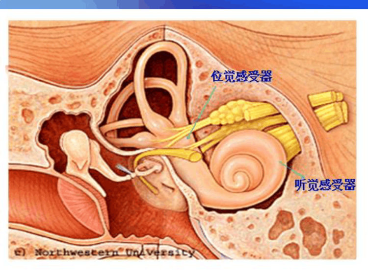 鼓室的解剖及鼓室内给药PPT