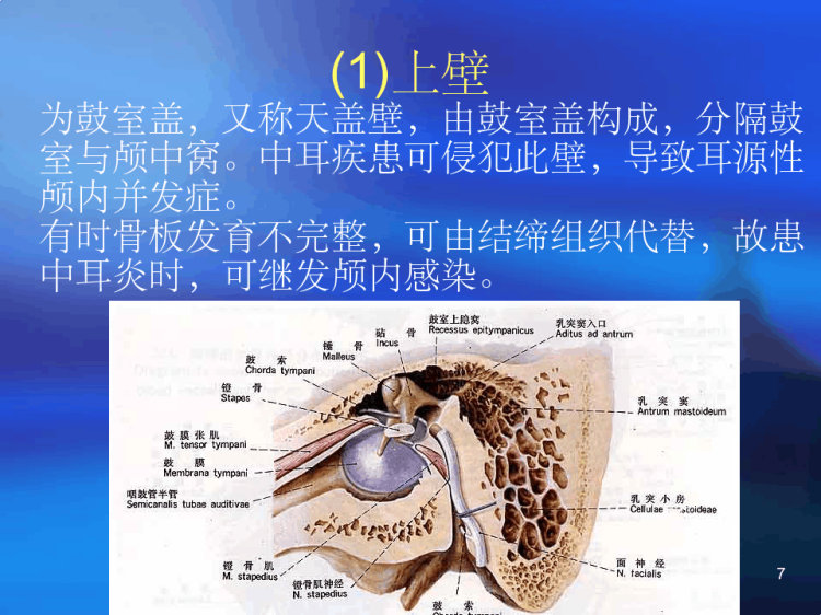 鼓室的解剖及鼓室内给药PPT