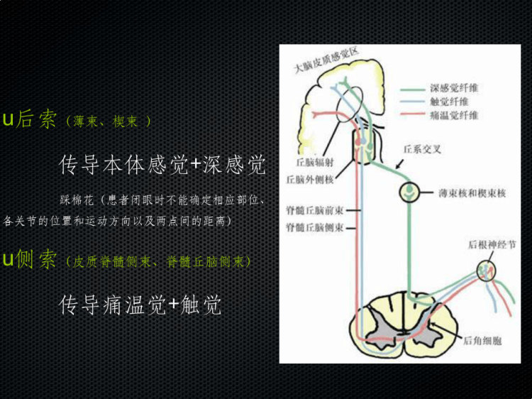 亚急性联合变性MRI诊断PPT