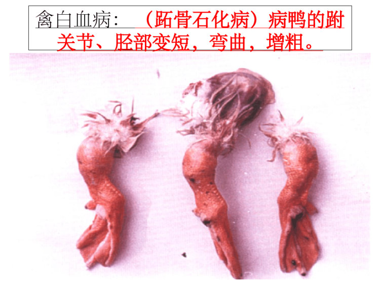 鸭病解剖图谱PPT