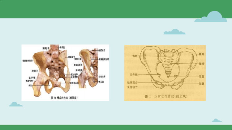 骨盆骨折护理PPT