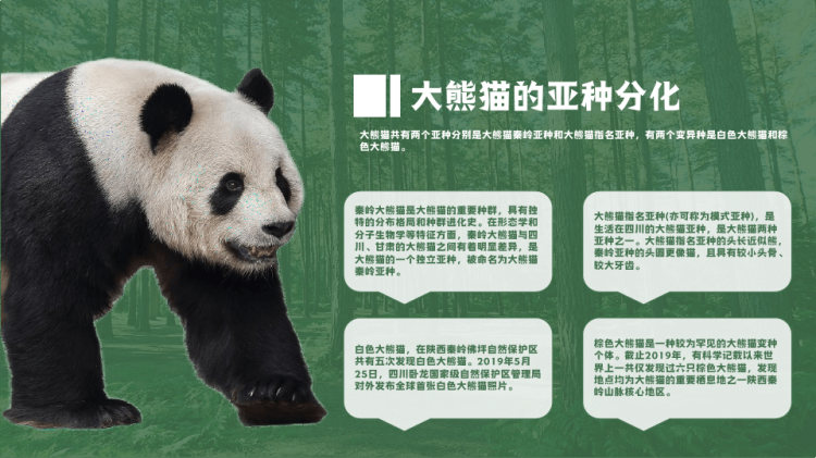 保护动物知识普及之大熊猫介绍PPT
