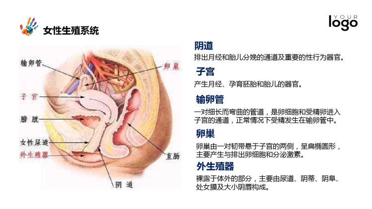 青春课生殖健康防艾与校园欺凌PPT