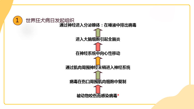 世界狂犬病日科普PPT