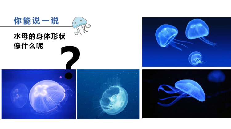 4至6岁《游来游去的水母》PPT