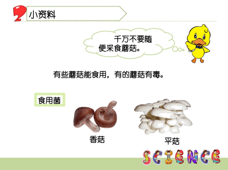 自己动手种蘑菇小学综合实践PPT