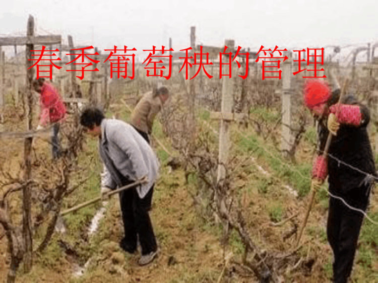 春季葡萄秧的管理五级综合实践活动PPT