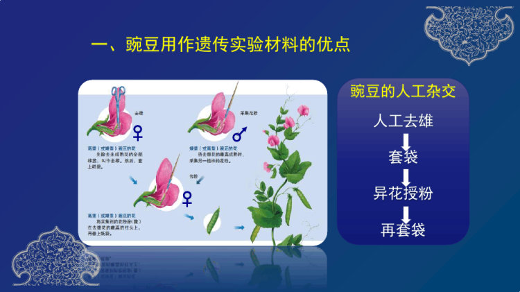 孟德尔的豌豆杂交实验PPT讲课PPT