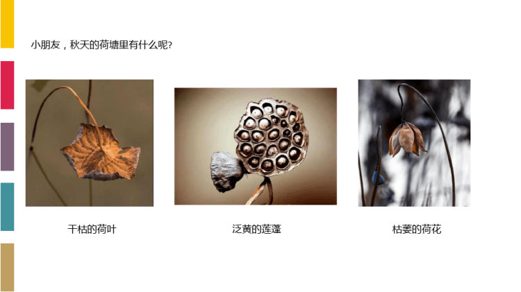 残荷凋零3至4岁美术PPT