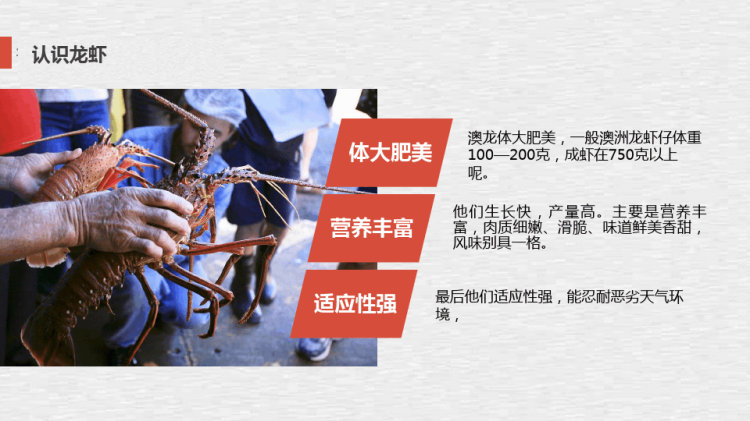 《澳洲大龙虾》油画棒少儿美术PPT