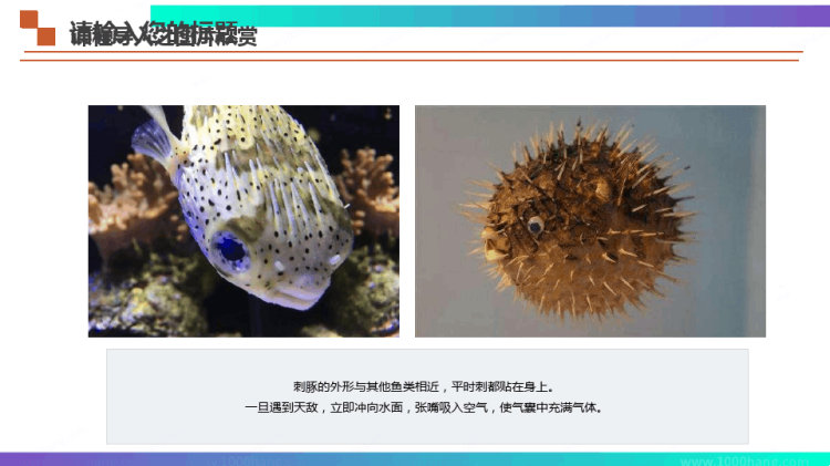 《无敌大刺豚》3至5岁绘本PPT
