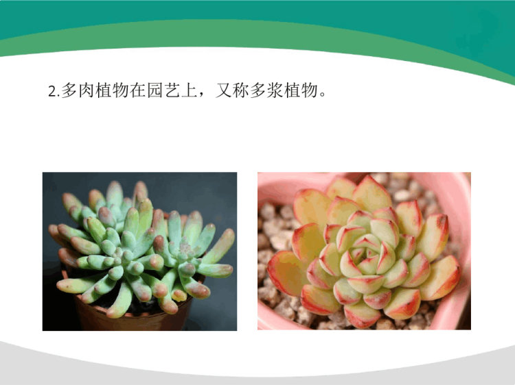 《多肉植物》5岁至6岁立体陶艺泥塑PPT
