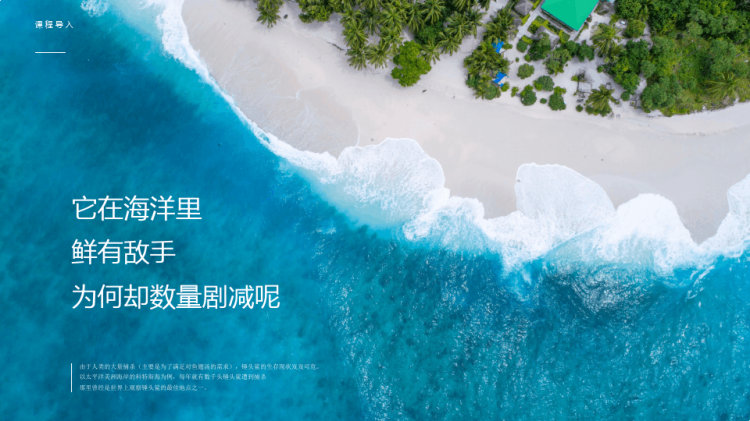 《锤头鲨》少儿水粉美术PPT