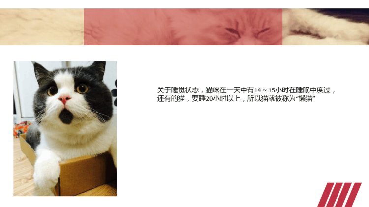 《小花猫》少儿线描美术PPT