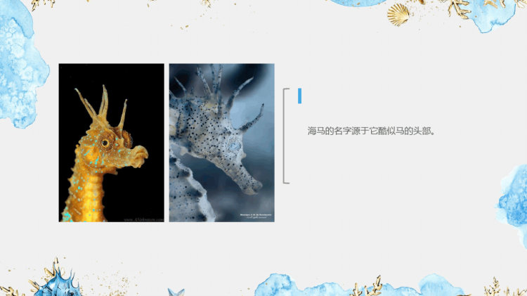 《海马》少儿彩铅美术PPT