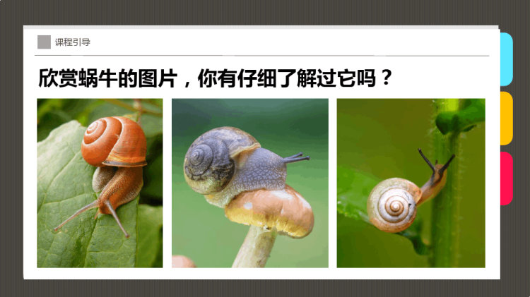 《有趣的蜗牛》少儿线描美术PPT