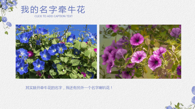墙角的牵牛花少儿手工美术PPT