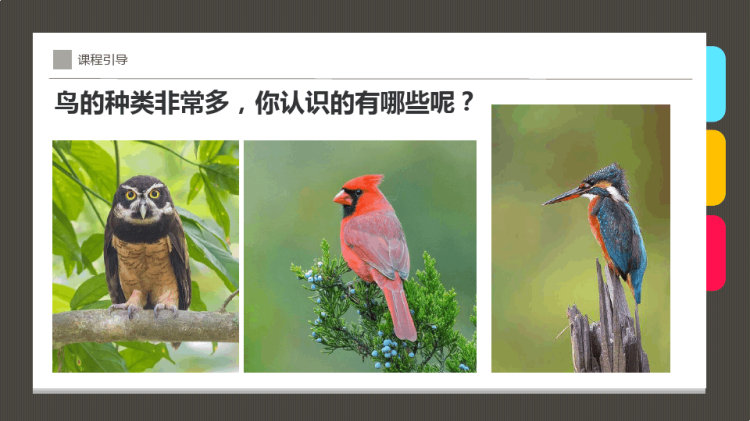 《笼子里的鸟》少儿水彩笔美术PPT