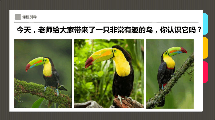 《笼子里的鸟》少儿水彩笔美术PPT