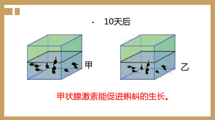 激素调节PPT讲课PPT