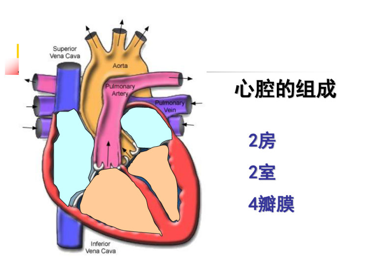 心脏的射血和充盈51PPT