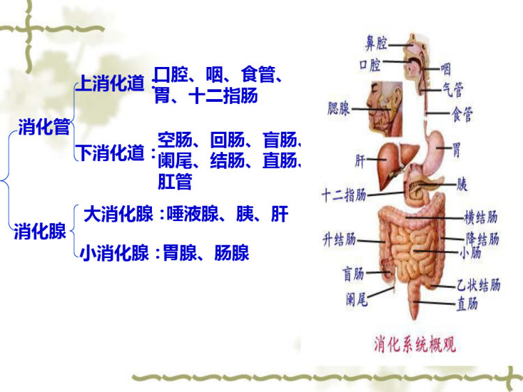 概述消化系统疾病常见症状的护理吕PPT
