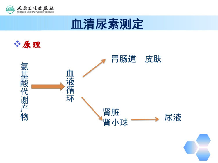 第三部分肾功能肝功能PPT