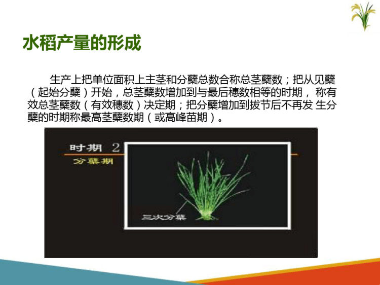 北方水稻生产：水稻生产基础知识水稻产量形成PPT课件