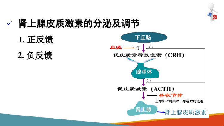 药理学：作用于内分泌系统的药物肾上腺皮质激素类药物PPT