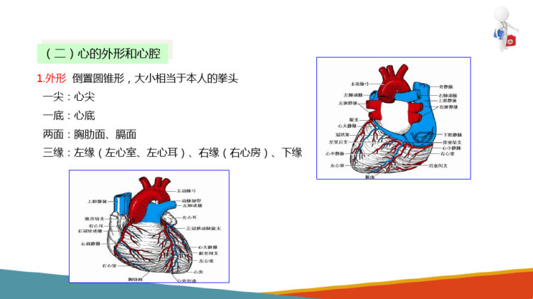 人体解剖学：心血管系统概述心脏PPT