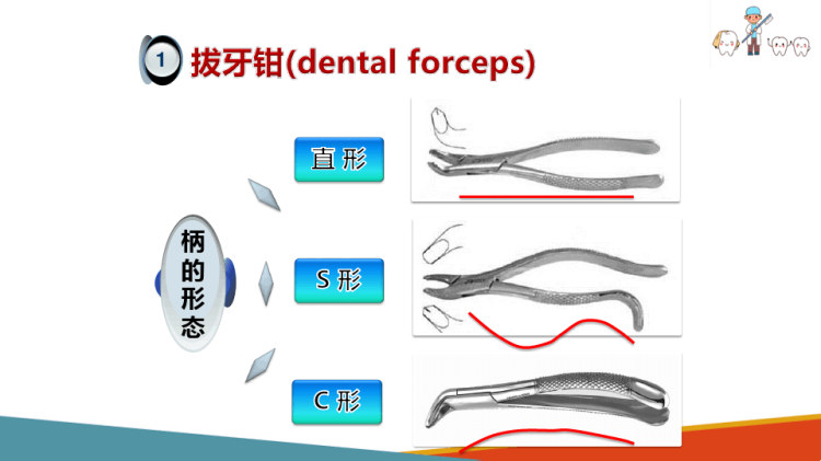 口腔颌面外科：牙及牙槽外科拔牙器械及用法PPT课件