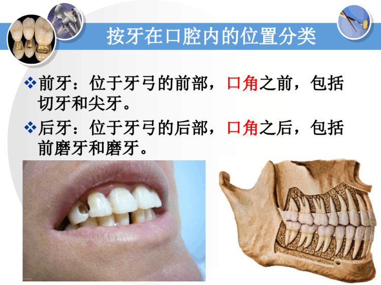 牙体解剖生理牙组成与分类牙分类与功能PPT课件