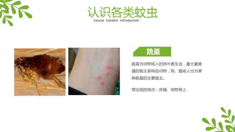 学校夏季蚊虫叮咬防护安全教育PPT