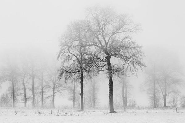 冬天的树木PPT背景图片