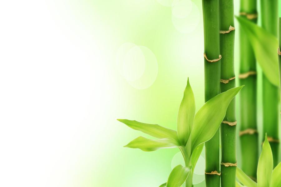 绿色清新竹子幻灯片背景图片