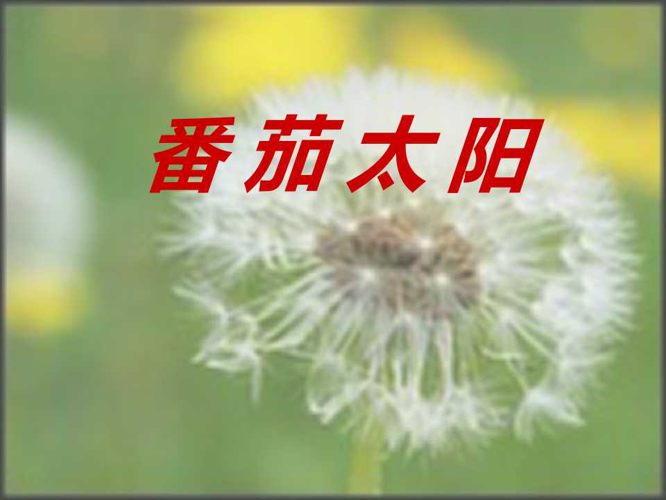 《番茄太阳》PPT课件