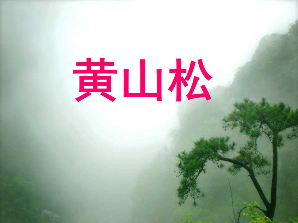 《黄山松》PPT课件2