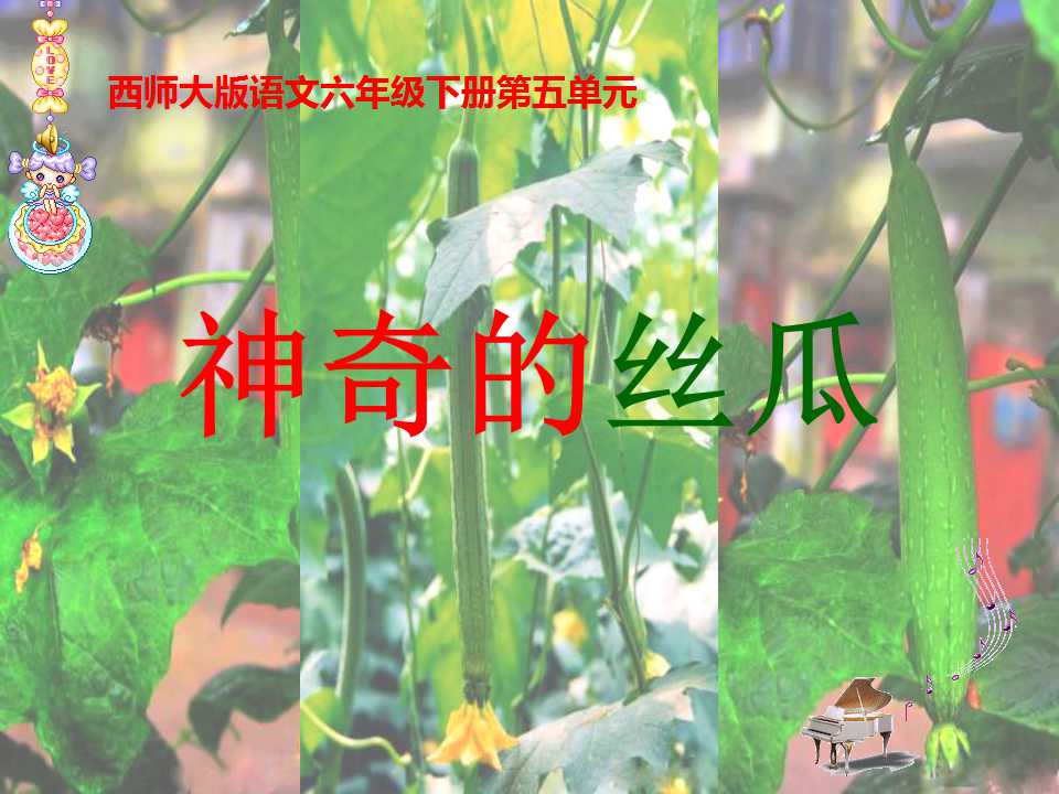 《神奇的丝瓜》PPT课件3