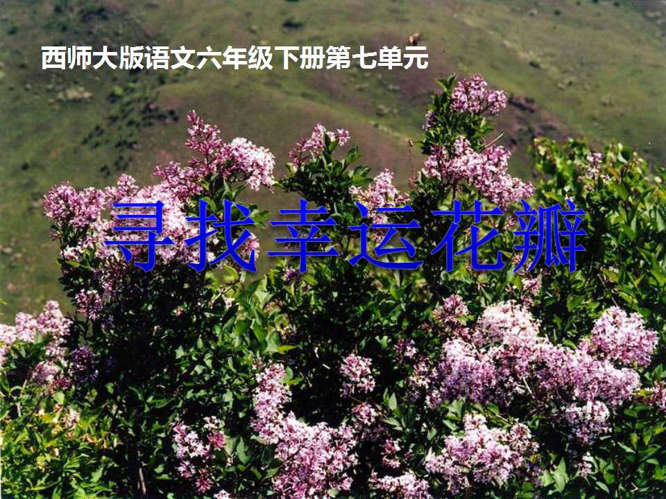 《寻找幸运花瓣》PPT课件