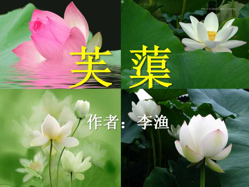 《芙蕖》PPT课件