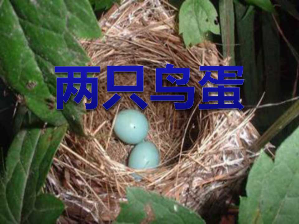 《两只鸟蛋》PPT课件5