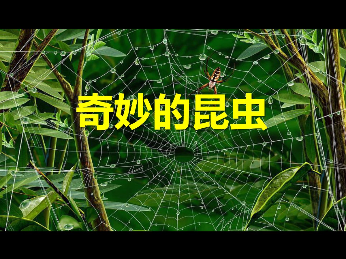 《奇妙的昆虫》PPT课件