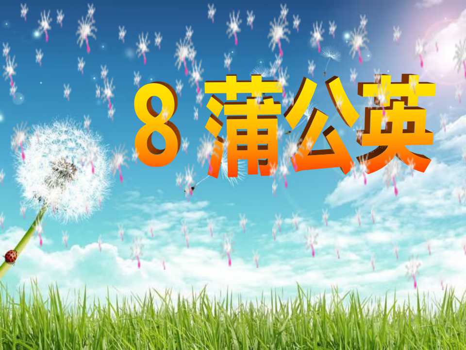 《蒲公英》PPT课件3