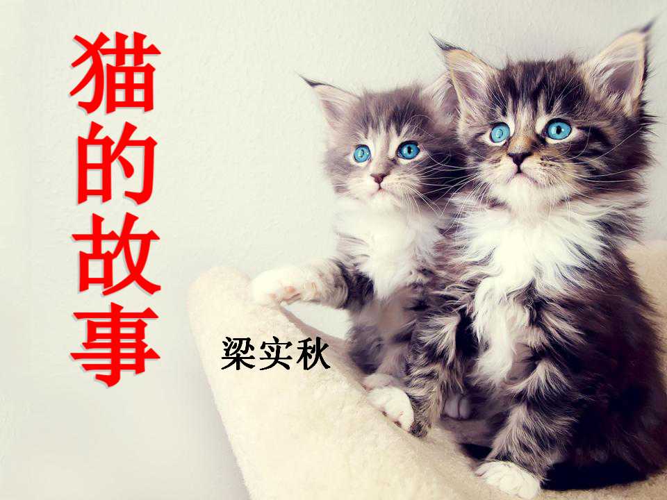 《猫的故事》PPT课件2