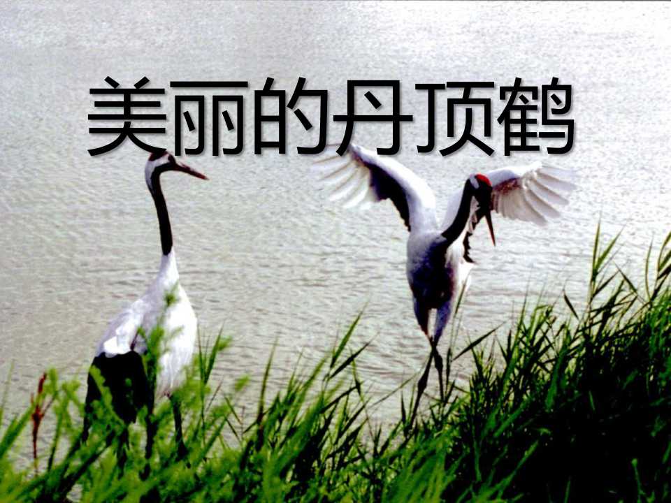 《美丽的丹顶鹤》PPT课件5