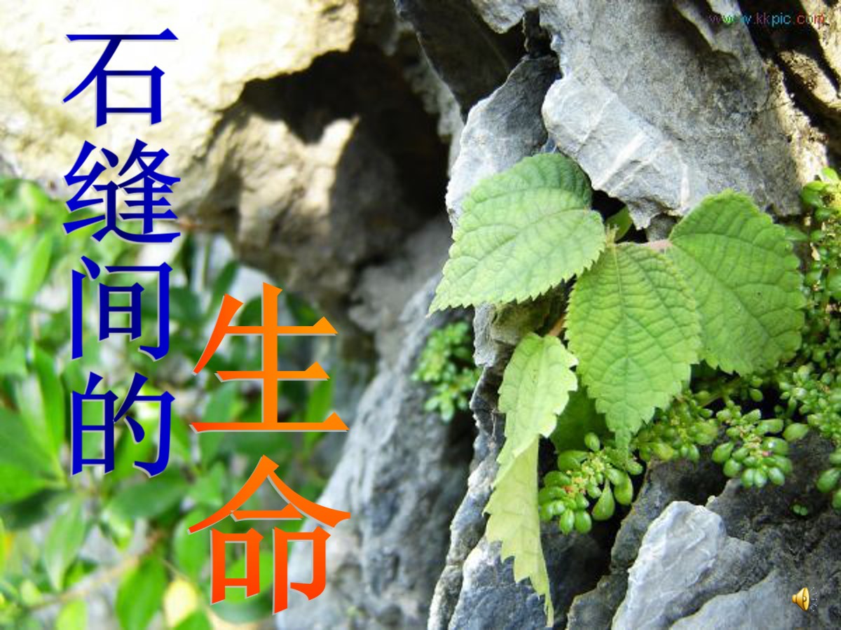 《石缝间的生命》PPT课件