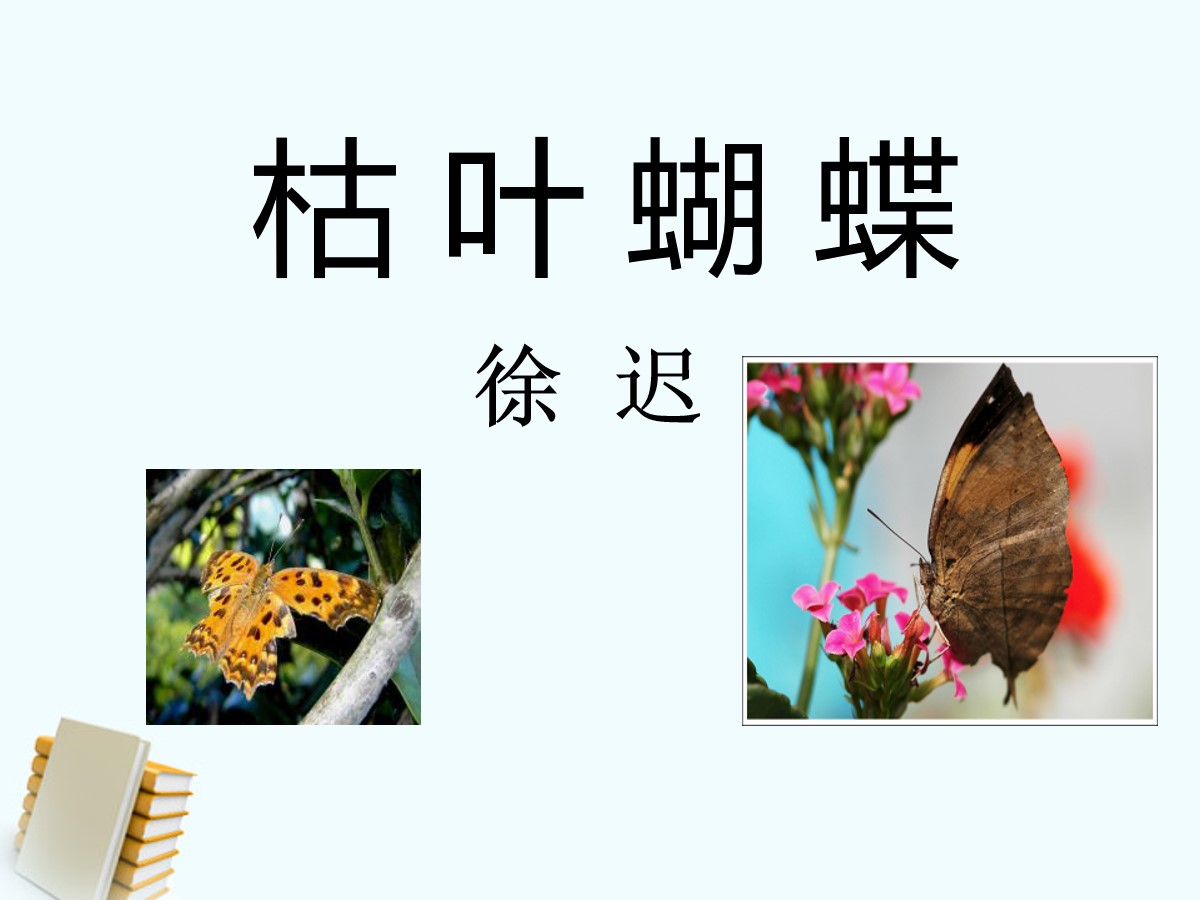 《枯叶蝴蝶》PPT课件